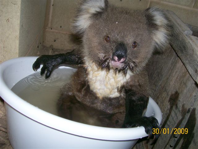 Koala-6.jpg