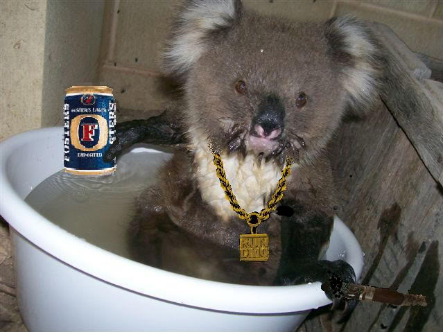 Koala1.jpg