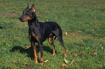 lg_manchester_terrier1.jpg