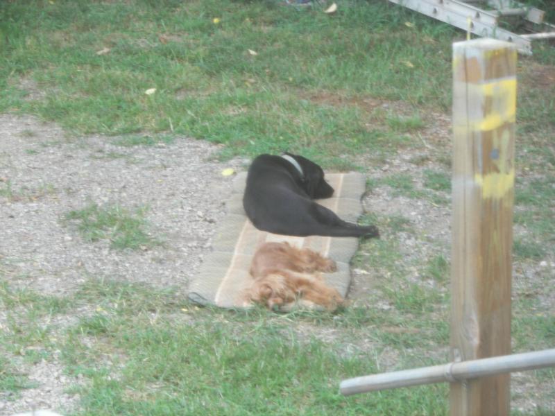 Lillie and Hershey sunning.jpg