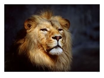 Male_Lion_Photographic_Print_C11741319.jpeg