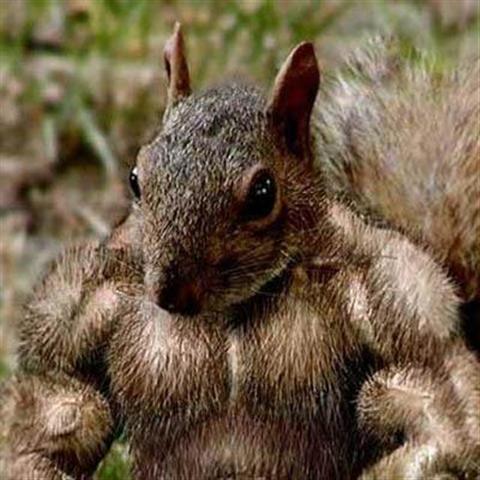 Mighty_Squirell__Small_.JPG