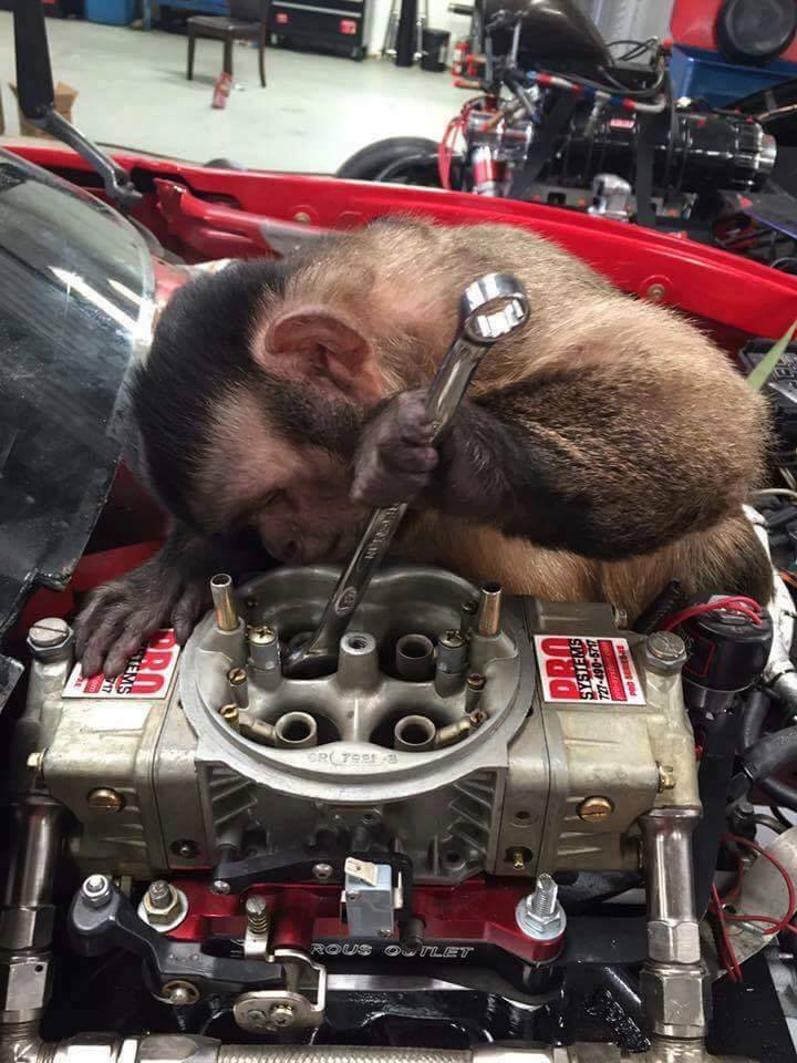 monkey works on motor.jpg