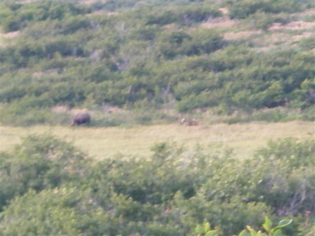 moose with cow 16 Sept 2007 036.jpg