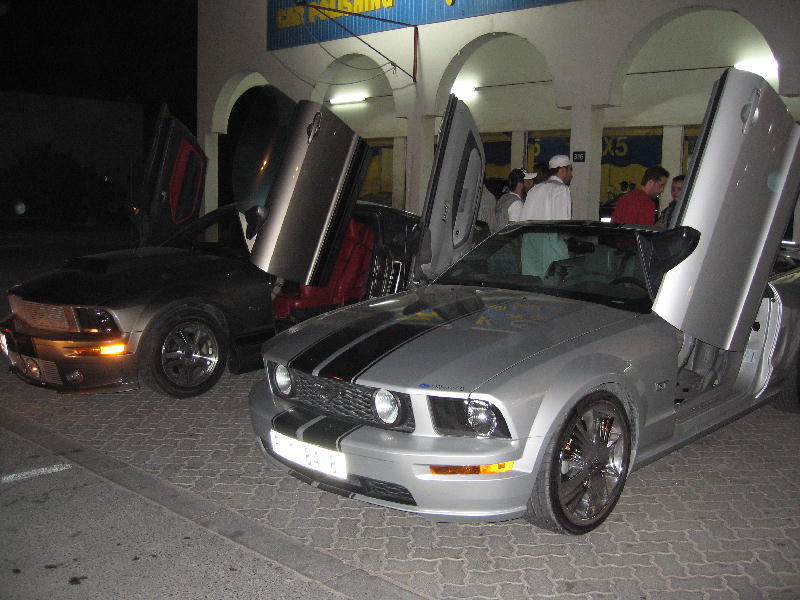Mustangs_1.jpg