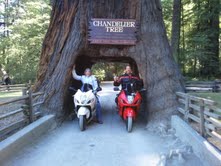 nocal chandelier tree 3.jpg