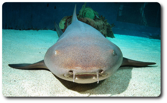 nurse-shark.jpg