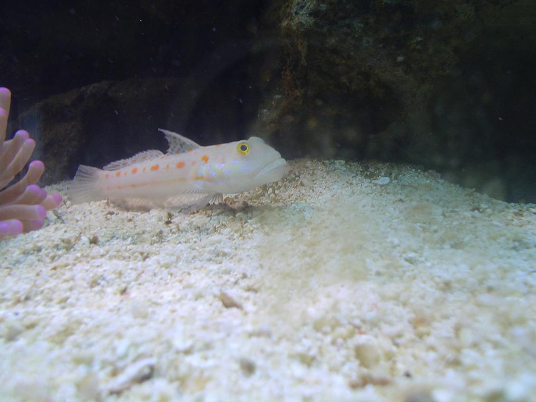 Orange_Spotted_Gobies_20050409__3_.JPG