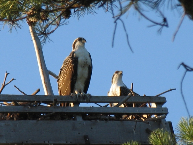 osprey_and_young.jpg