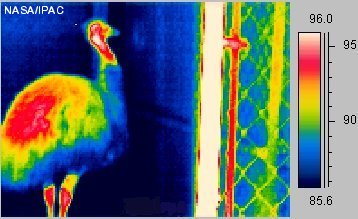 ostrich3_ir.jpg