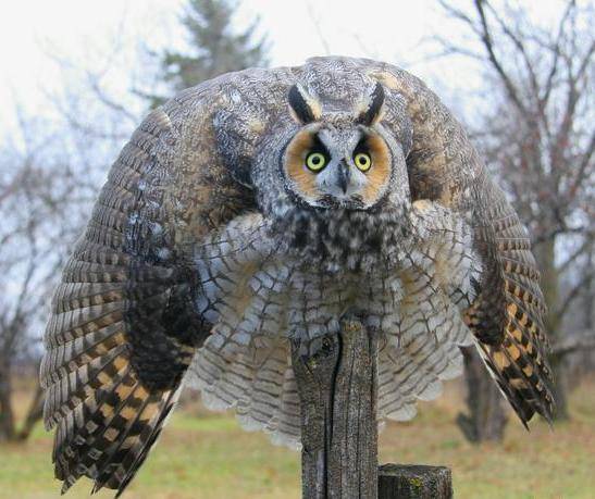 owl display.jpg
