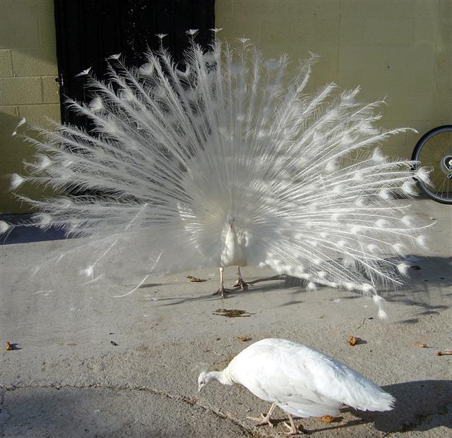 Peacock.JPG