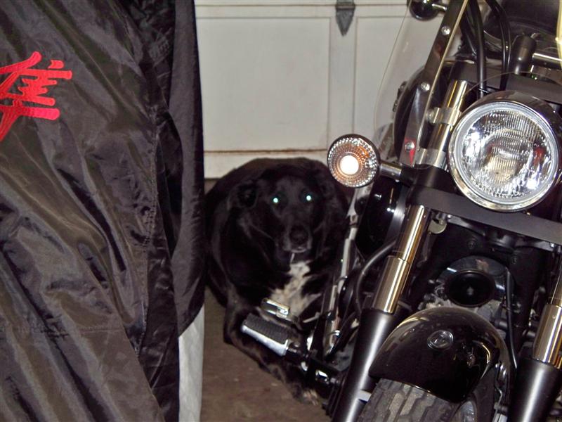 pepper new bike 006 (Medium).jpg