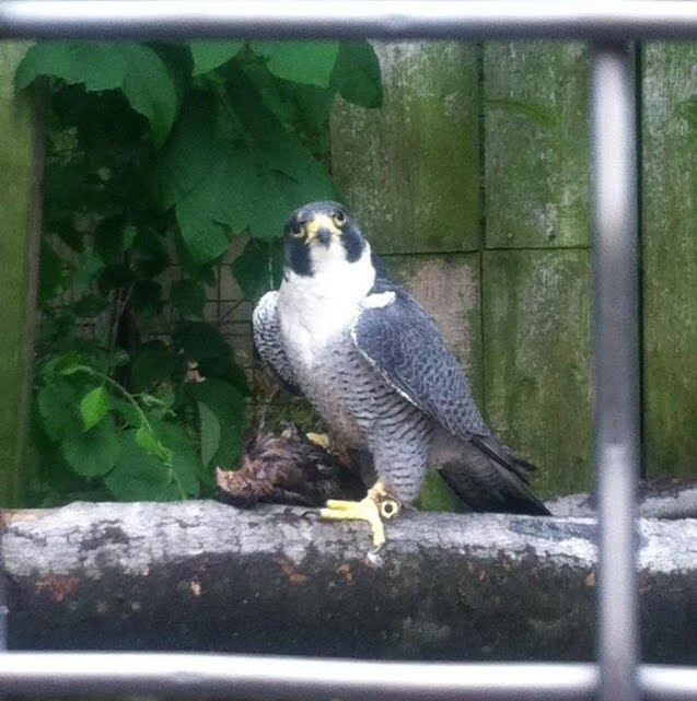peregrine falcon zoo.jpg