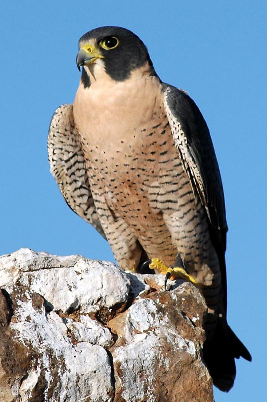 PeregrineFalconAnatum.jpg