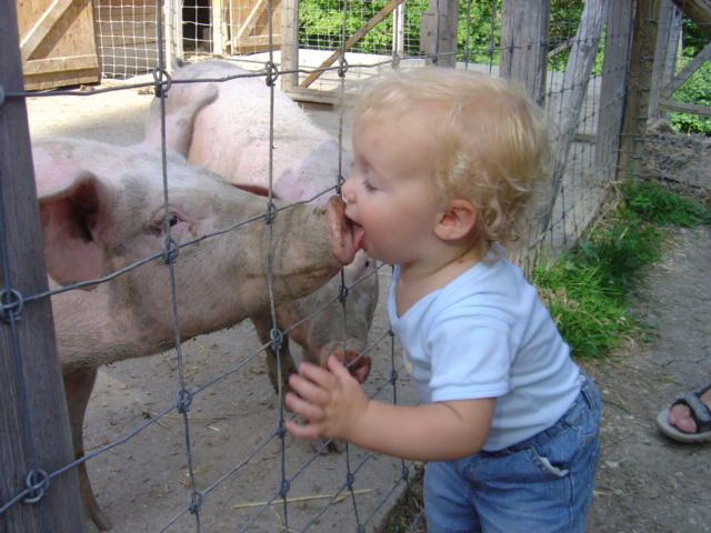 Pig_Kissing.jpg