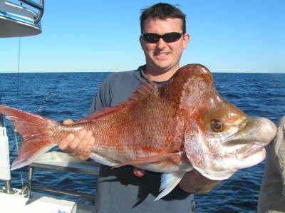 pink-snapper.jpg