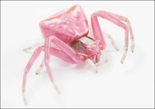 pinkspider.jpg