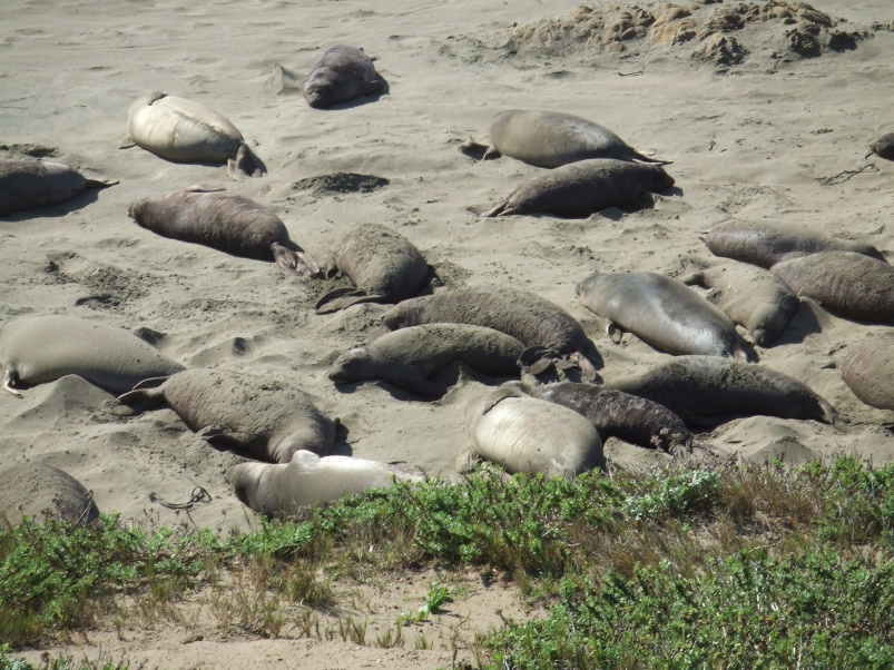 pismo_beach_2_17_07_01__2_.jpg