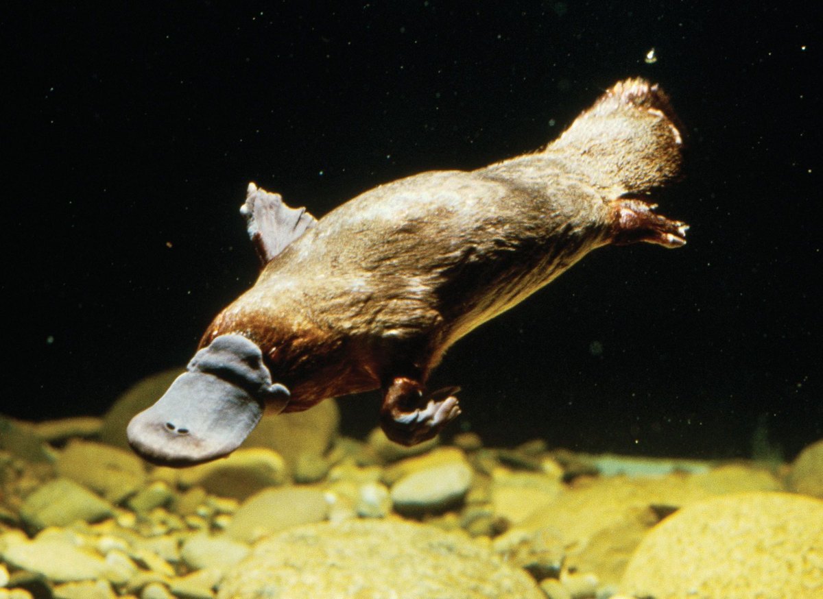 Platypus.jpg