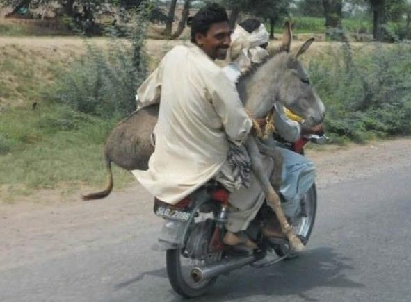 poim-motorcycle_donkey.jpg