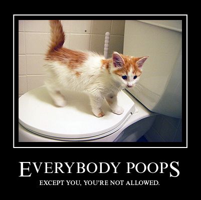 poop_cat.jpg