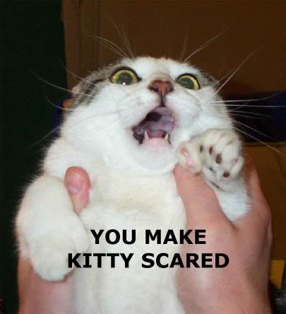 post-6-50640-scaredkitty.jpg