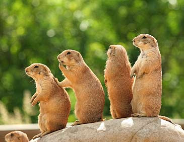 prairie-dogs.jpg