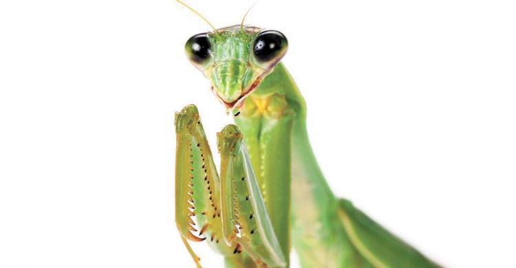 Praying-mantis.jpg