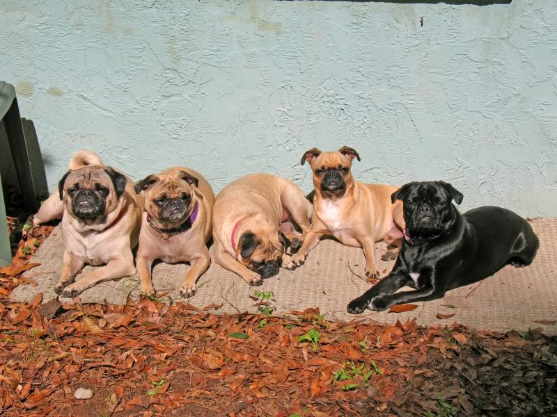 pugs2.jpg