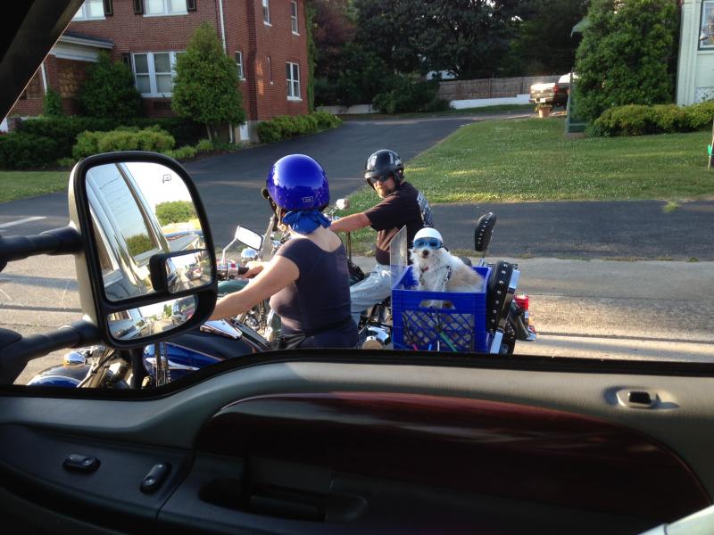 puppy helmet.jpg