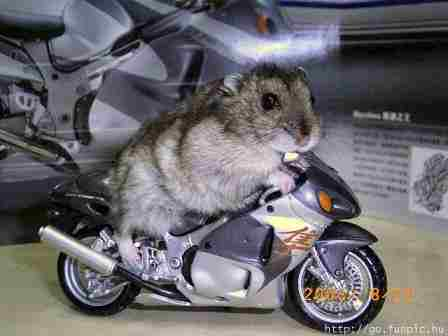 rat_on_a_busa.jpg