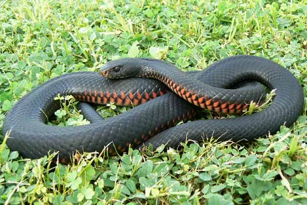 Red-bellied-Black-snake.jpg