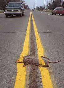 roadkill.jpg