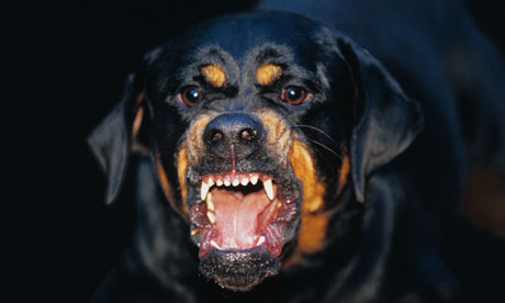 Rottweiler-barking-010.jpg