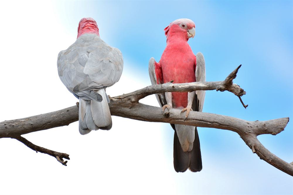 sa-cockatoos-body2.jpg