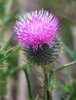 scottish_thistle.jpg