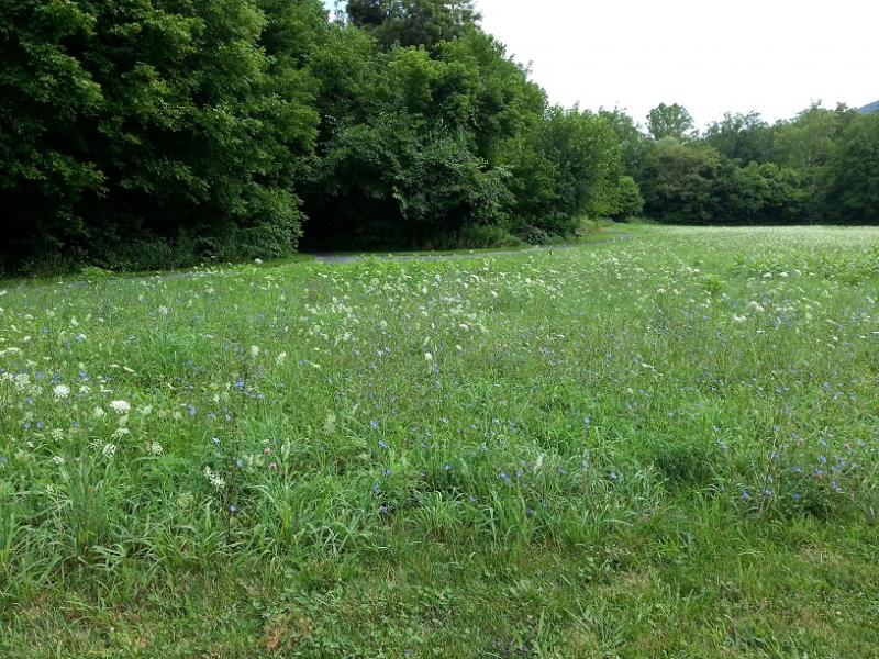 Seneca Rocks Field.jpg