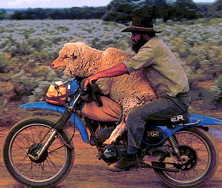 sheep_transported_on_motorcycle.gif