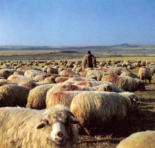 shepherd_and_flock1.jpg