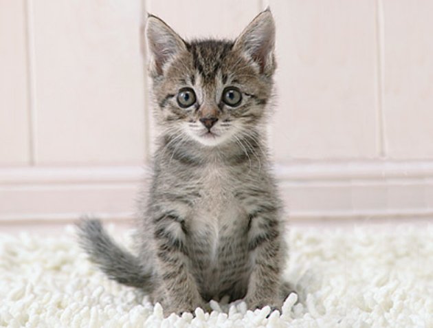 Sidebox-Kitten-Thinks-R_jpg_630x1200_upscale_q85.jpg