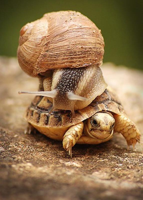 snail_on_turtle.jpg