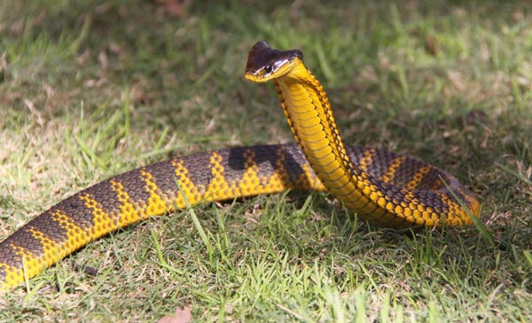 Snake-Bites-Prevention-for-Dog-Owners-Tiger-Snake.jpg