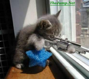 sniper cat.jpg