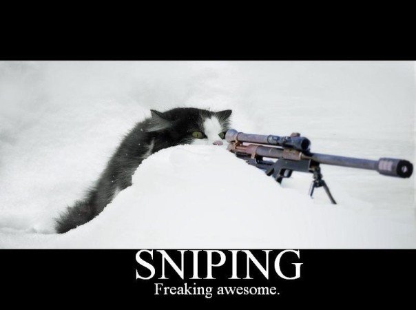 sniping_cat.jpg