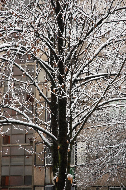 Snow Tree Outfront (fix).JPG