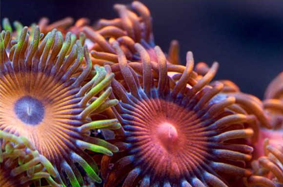 softcorals8.jpg