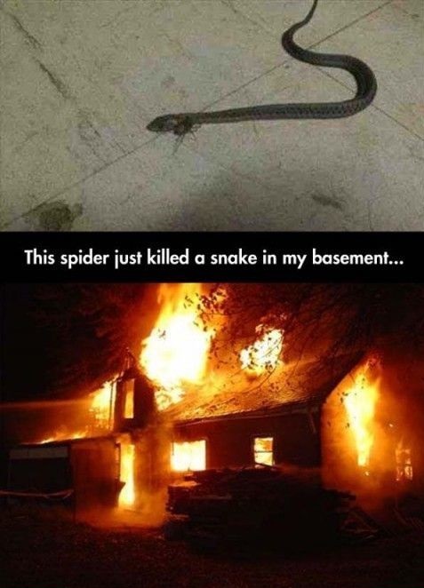 spider-snake-basement-kill.jpg