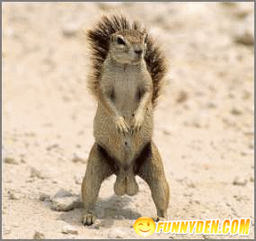 squirrel05.gif