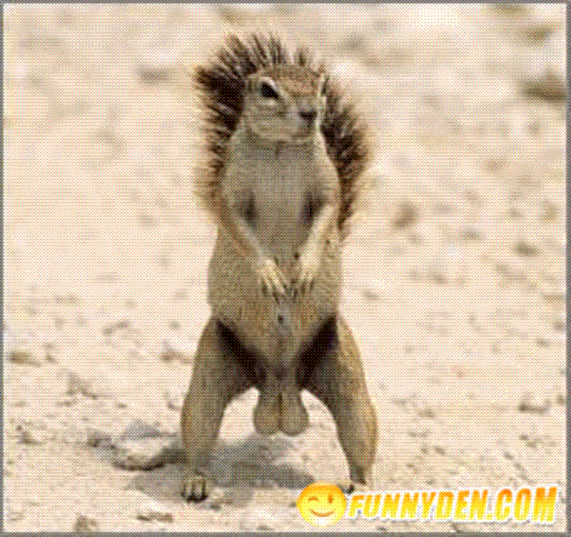 squirrel05 (Medium).gif